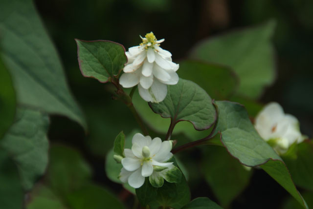 Houttuynia cordataHouttuynia, Doku-dami bestellen